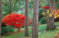 Red Acers, the foliage of Cotinus 'Grace' and Rhododendrons below towering Pinus sylvestris - Scots pines, Sherwood, Newton St Cyres, Exeter, Devon