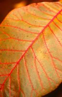 Autumn colouring of Cotinus 'Grace' leaf 
