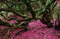 Carpet of fallen petals beneath twisted mossy branches of Rhododendron currieanum