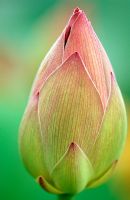 Nelumbo nucifera - Lotus flower bud