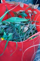 Weeds and clippings in a red plastic trug waiting to be composted