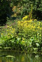 Mimulus luteus - Monkey musk, Yellow monkey flower growing on the edge of a Natural Swimming Pond in Cambridge