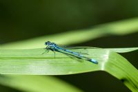 Coenagrion puella - Damselfly on a leaf by a Natural Swimming Pond, Cambridge