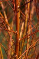 Salix alba Chermesina 'Yelverton' in Autumn
