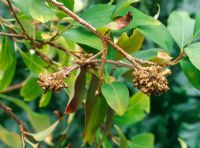 Forsythia gall - Wood growths on stem of Forsythia sp. The exact causal agent for these 'galls' is uncertain 

