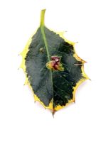 Phytomyza ilicis - Holly leaf miner damage to Ilex aquifolium cv

 