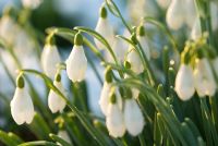 Galanthus nivalis - Snowdrop with snow and low winter light