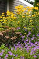 Heliopsis 'Lorraine Sunshine', Geranium Rozanne and Sedum telephium 'Matrona'