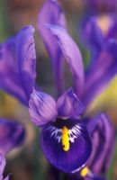 Iris reticulata 'Harmony' - Netted Iris
