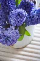 Bunch of blue Hyacinthes in old white French enamel watering can