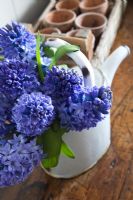 Bunch of blue Hyacinthus in old white French enamel watering can