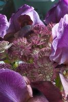 Purple Iris 'Magic Man' with Astrantia 'Hadspen Blood' - Cut flowers 