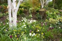 Fritillaria meleagris and Erythronium californicum 'White Beauty' growing with Helleborus and Narcissus in John Massey's dell garden. White trunks of Betula utilis var. jacquemontii - silver birch