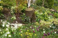 Fritillaria meleagris and Erythronium californicum 'White Beauty' growing with Helleborus and Narcissus in John Massey's dell garden