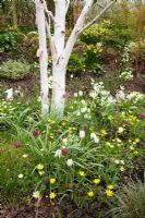 Fritillaria meleagris, Erythronium californicum 'White Beauty' and Ranunculus 'Brazen Hussy' growing with Helleborus and Narcissus in John Massey's dell garden. White trunk of Betula utilis var. jacquemontii - silver birch