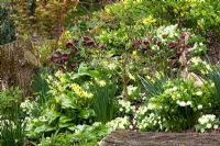 Primula vulgaris, Erythronium 'Pagoda' and Fritillaria meleagris growing with Helleborus and Narcissus in John Massey's dell garden