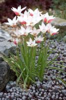 Tulipa clusiana 'Lady Jane' growing out of a carpet of Sedum spathulifolium 'Pupureum'. Shows pink colouring on underside of petals