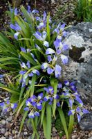Iris lazica growing on the rock garden