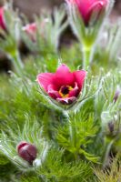 Pulsatilla vulgaris 'Eva Constance' - Pasque flower
