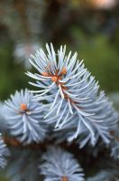 Close up of needles of Picea pungens 'Koster' - Blue spruce