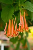 Fuchsia fulgens gesneriana