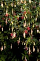 Fuchsia 'Westminster Chimes'