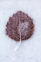 Tilia cordata - Frozen lime leaf