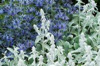 Contrasting textures of Eryngium x zabelii with Stachys byzantina