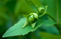 Detail of new flower bud of Silphium perfoliatum