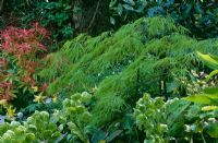 Spring planting, with new green growth of Acer palmatum 'Dissectum'