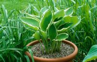 New leaves of container grown Hosta 'Francee'