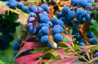 Blue berries of Mahonia x media 'Charity'