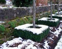 Square clipped Buxus hedging with snow