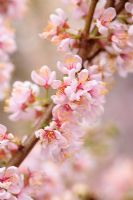 Prunus pissardii 'Pink Princess'