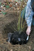 Planting a rootballed Cercidiphyllum in January - Cutting the rootwrap loose from around the stem. To avoid disturbing the roots the hessian wrap is left under the rootball. The roots can easily grow through it and it will rot away in a few years