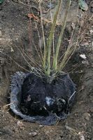 Planting a rootballed Cercidiphyllum in January - To avoid disturbing the roots the hessian wrap is left under the rootball. The roots can easily grow through it and it will rot away in a few years