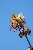 Flowers of Acer Negundo