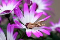Angle shades moth resting on Senetti flower - camouflaged to look like a dead leaf