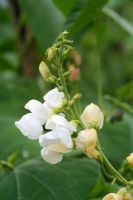 Phaseolus coccineus - Runner bean 'White Apollo' 