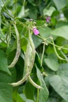 Phaseolus vulgaris - Climbing French bean 'Signora de campagna'
