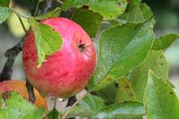 Malus 'James Grieve' - Apples 