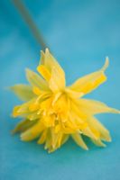 Narcissus minor 'Rip van Winkle'- Daffodil 