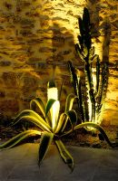 Border lit up at night by stone wall with Agave americana, Agave americana 'Variegata' and Euphorbia erythraea 