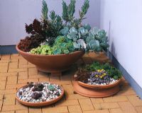 Various succulents in terracotta containers on patio in seaside garden, Guernsey 