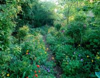 Path through the old orchard lined with single and double forms of Meconopsis cambrica, Viola and Geranium nodosum - Woodchippings, Northants 

