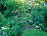 The orchard in early summer with Rosa, Hostas, Violas and Betula - Woodchippings, Northants 