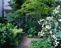 Path surrounded by ferns, Philadelphus and Robinia - Amsterdam, Holland 