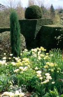 Taxus topiary hedges surrounding white tulip borders, st michael's house, kent - Juniperus 'Skyrocket' and Tulipa 'Spring Green' and Tulipa 'Mount Tacoma' - St Michael's House, Kent