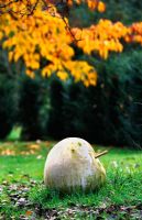 Large bath stone apple on the lawn with Prunus - Cherry tree foliage with Autumn colour in background. Designer - Duncan Heather at Greystone cottage, Oxfordshire