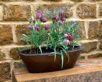 Copper planter with Fritillaria meleagris - Snakeshead Fritillary in March 